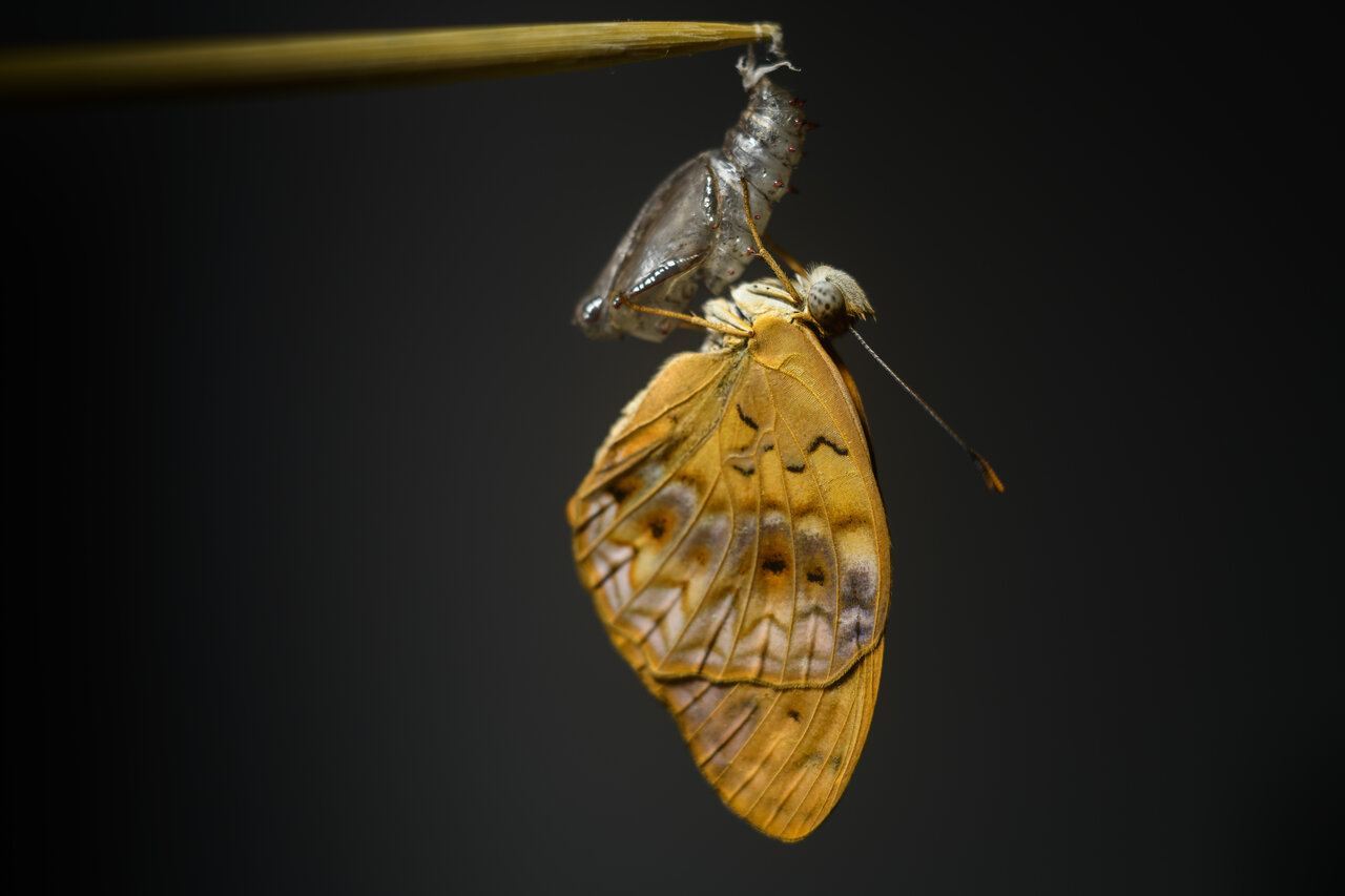Schmetterling entpuppt sich